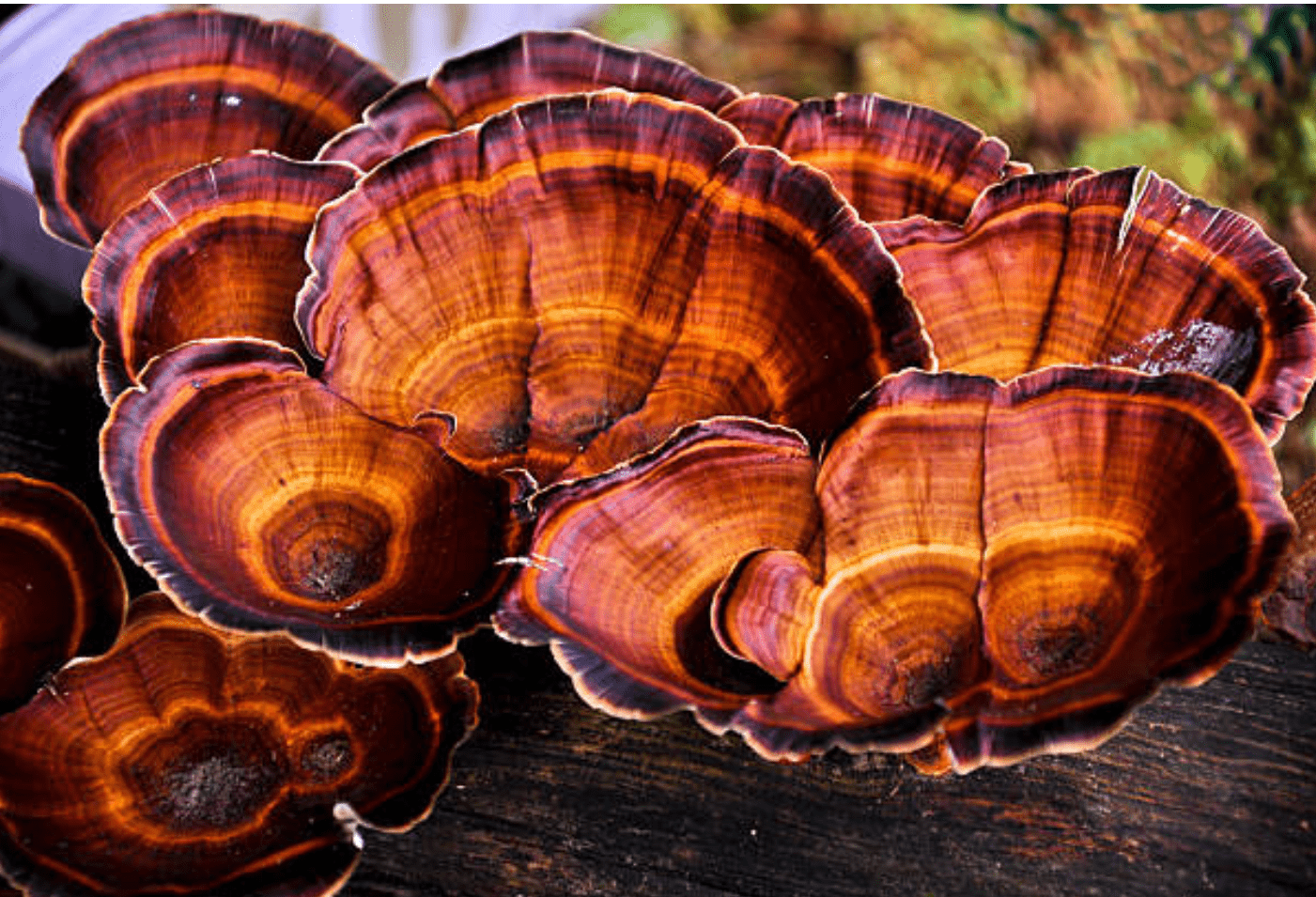 Vibrational Essence - Mushroom, Cordyceps, Cactus and Amber Extract - New Beauty Industry