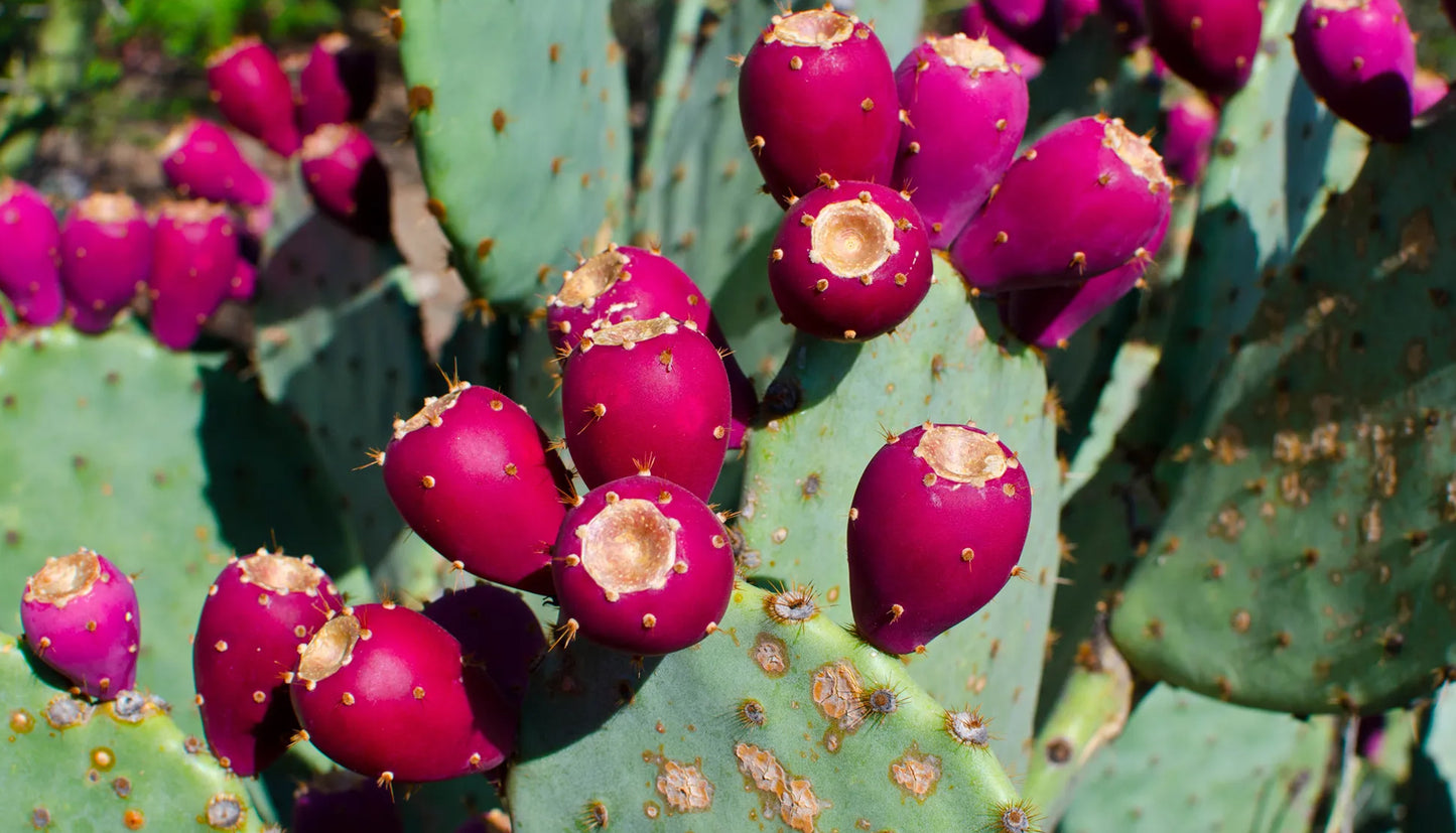 Renewing Serum - Ginkgo Biloba, Multi Peptides, Cactus.