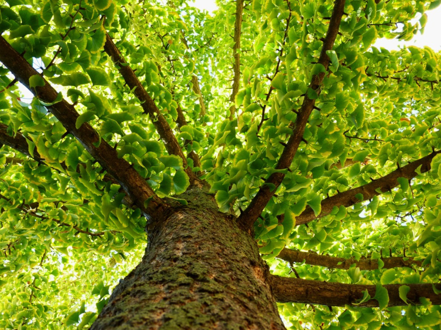 Renewing Serum - Ginkgo Biloba, Multi Peptides, Cactus.